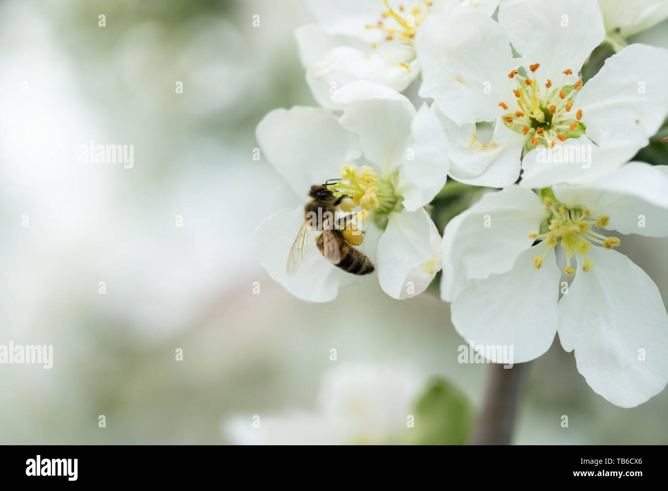 Bumblebee pollinating apple blossom hi-res stock photography and images ...