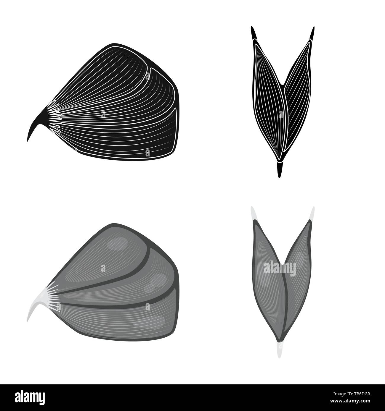 Vector illustration of fiber and muscular icon. Set of fiber and body ...