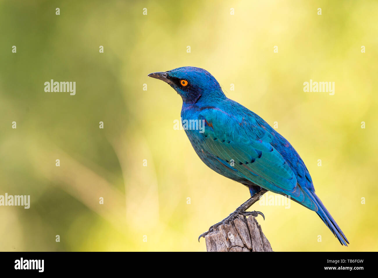 A Lesser blue eared glossy starling  Lamprotornis chloropterus seen in Zimbabwe's Hwange National Park. Stock Photo