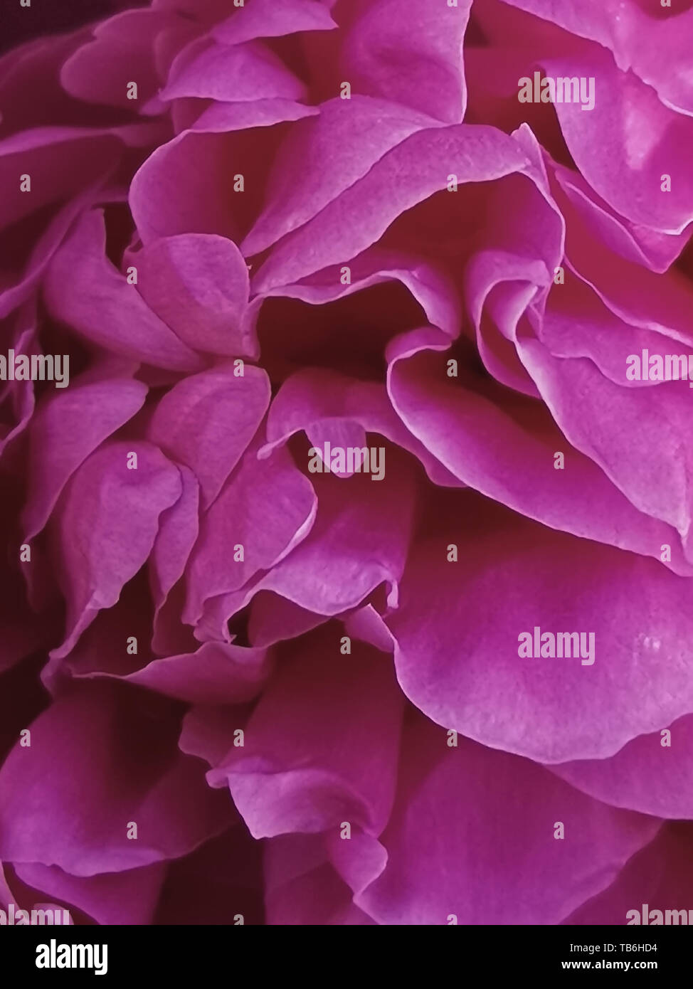 The most beautiful pink peony . Close-up of the Central part of the peony. Stock Photo