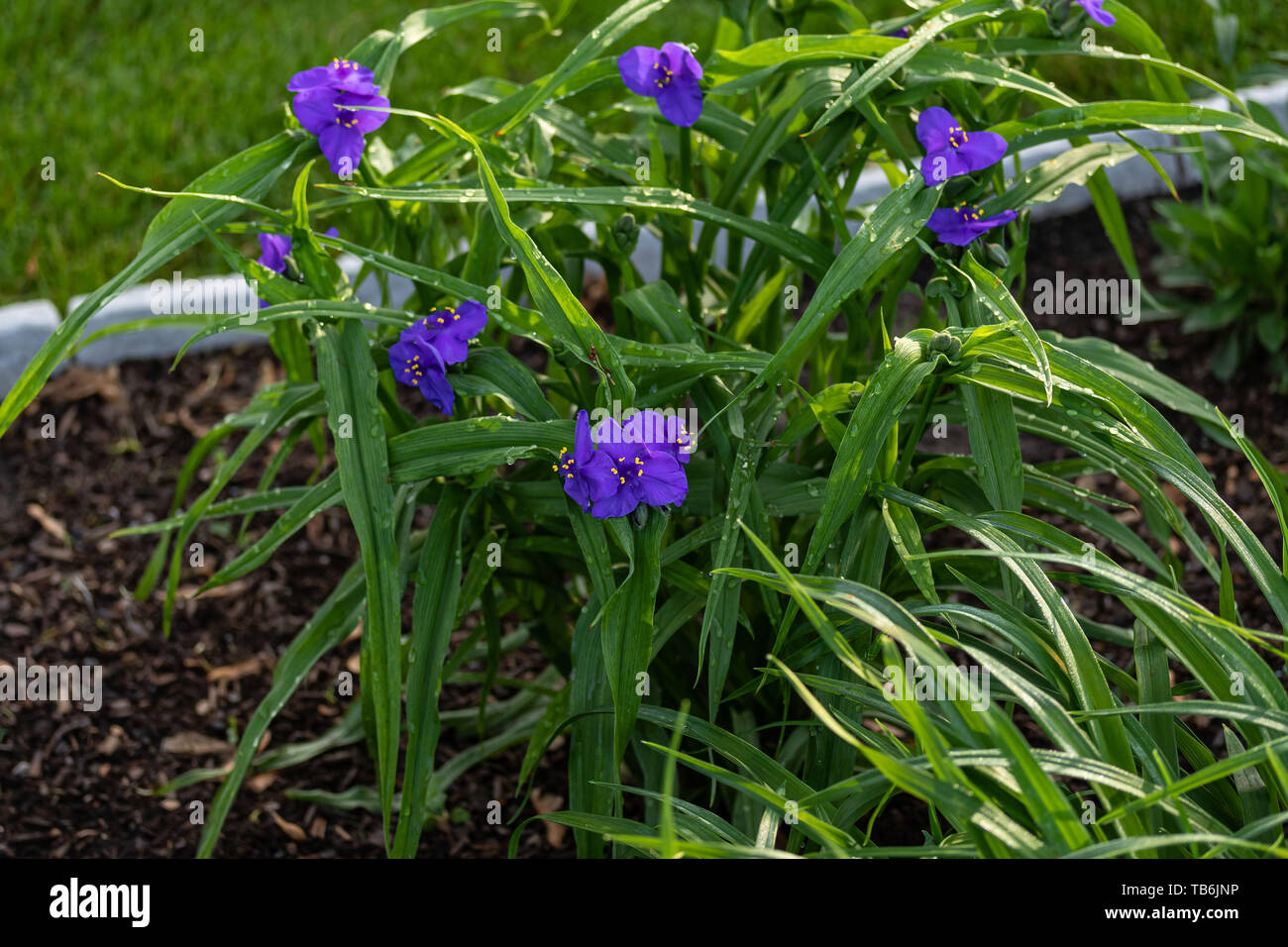 a Widows Tears plant in the garden after a morning shower Stock Photo