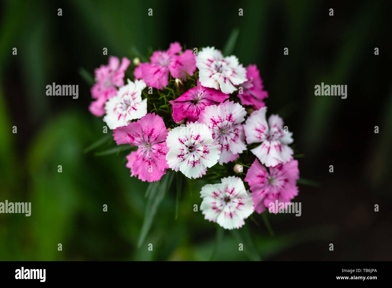 a pink and white garden phlox blooming in the garden Stock Photo