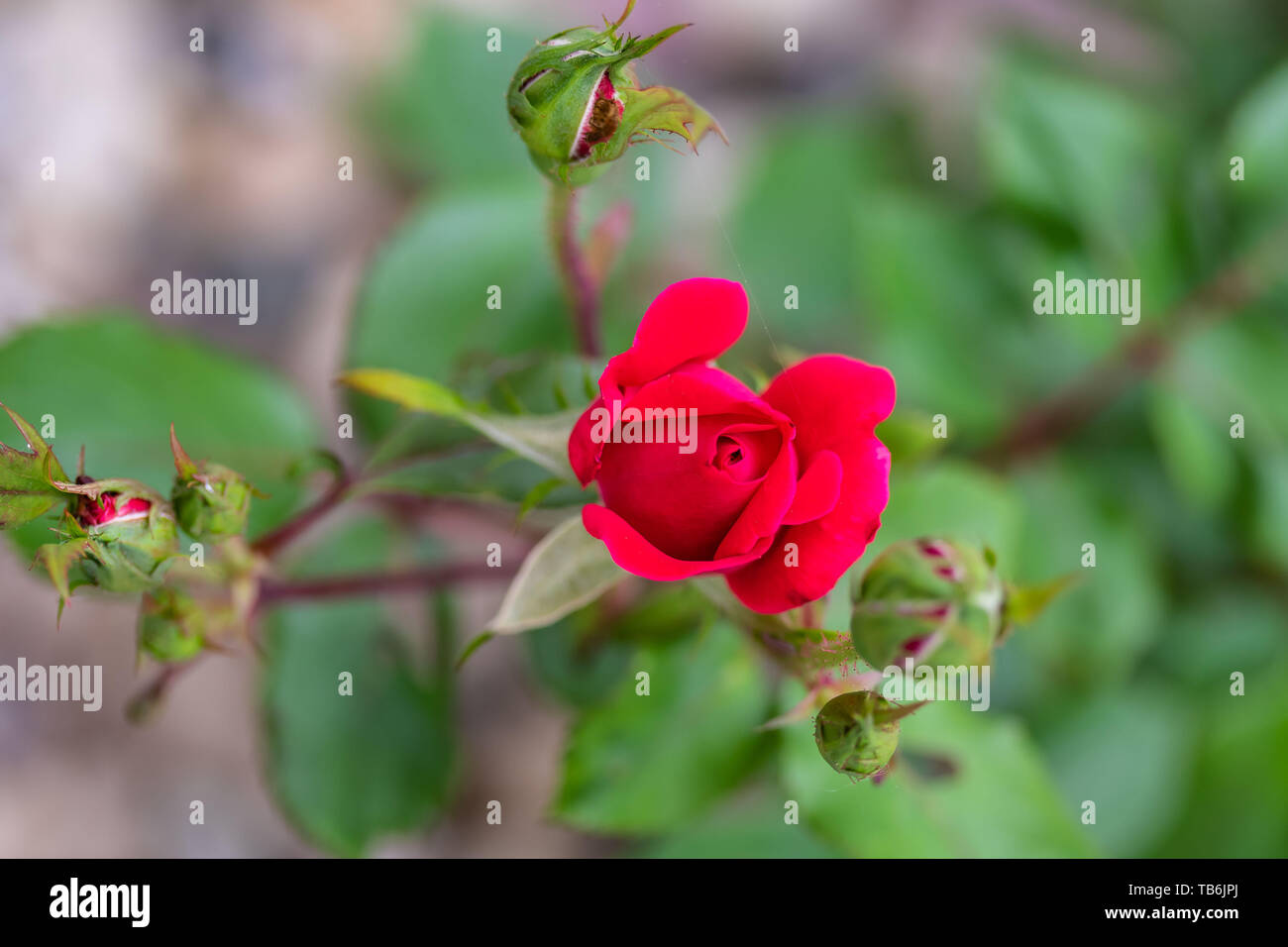 a cluster of open an unopened rose blooms Stock Photo Alamy