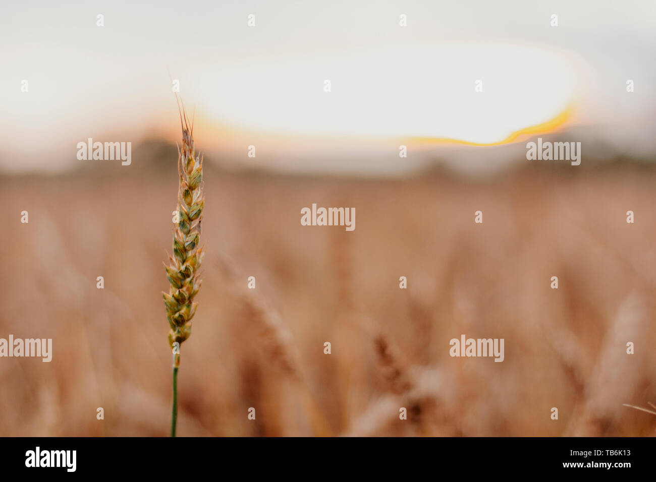 Wheat field in Russia on the natural sunset background, close up Stock Photo