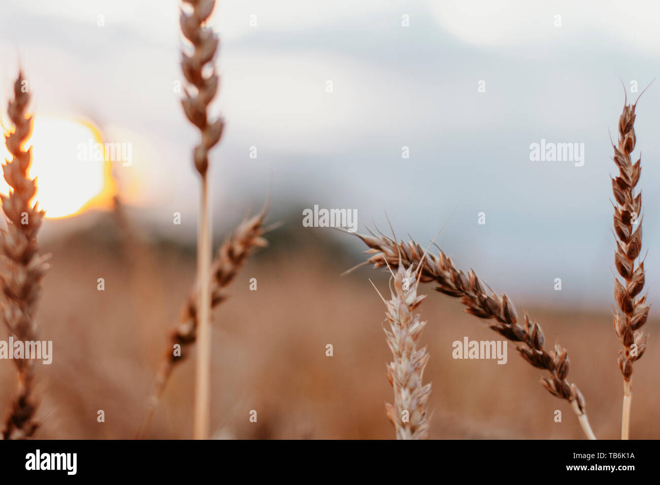 Wheat field in Russia on the natural sunset background, close up Stock Photo