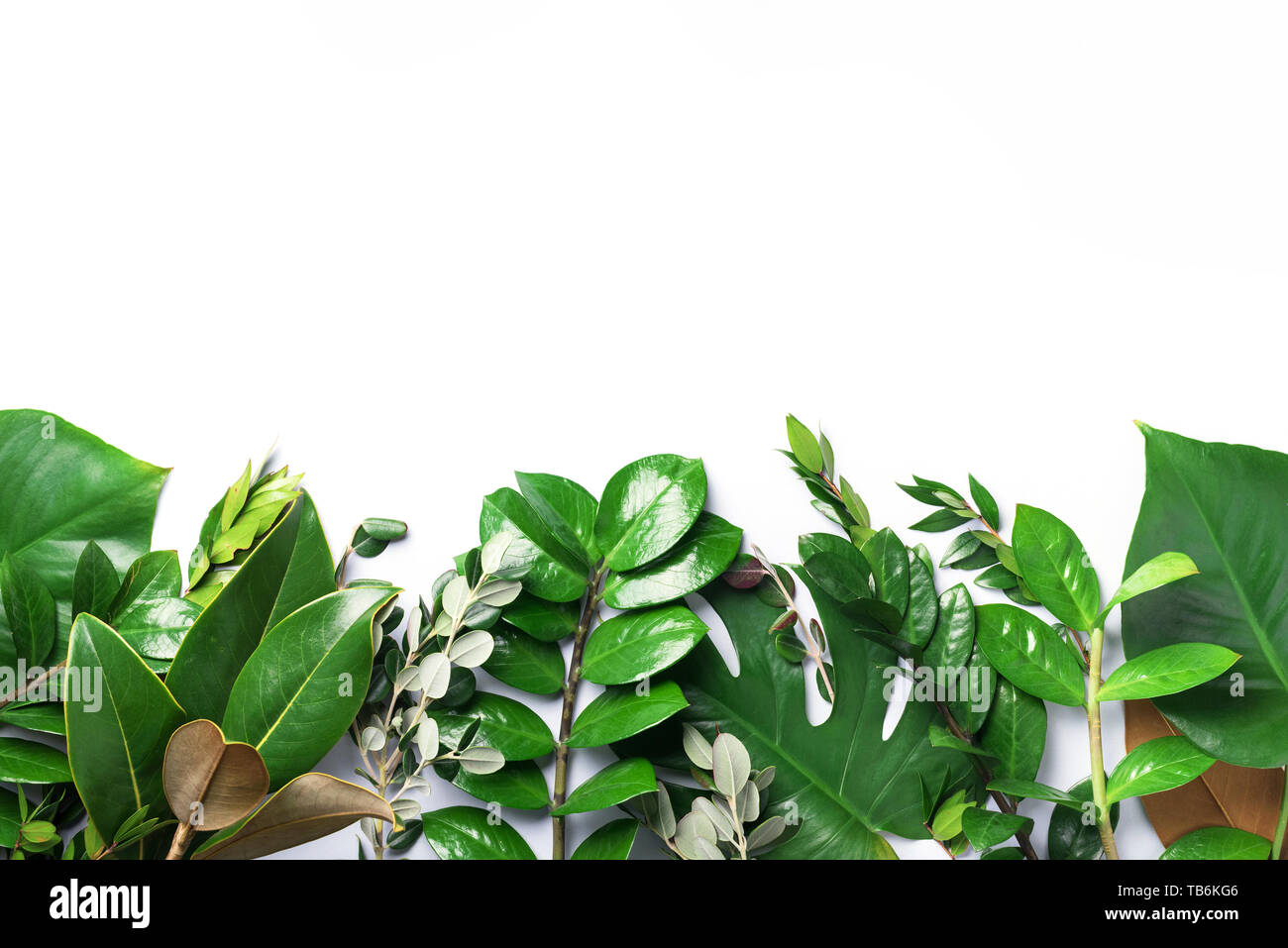 Tropical green leaf frame on white background with copy space. Flat lay ...