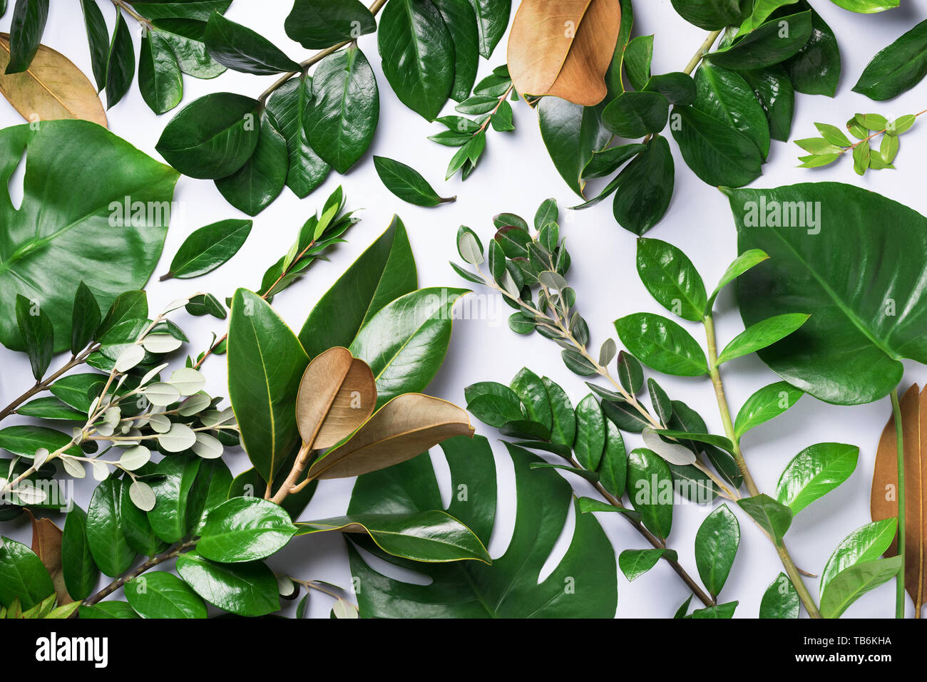 Tropical green leaf frame on white background with copy space. Flat lay ...
