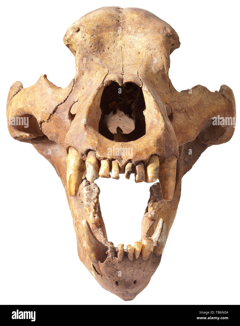 The skull of a bear - Siberian Ice Age, circa 30,000 B.C, An almost perfect and completely preserved bear skull of the Ursus spelaeus species, prevalent in Siberia in the Pleistocene era. The jaws wide open, almost all the teeth still in place. In an excellent state of preservation. Height 24 cm, length 52 cm, width 30 cm. Rarely found in this condition. handicrafts, handcraft, craft, object, objects, stills, clipping, clippings, cut out, cut-out, cut-outs, historic, historical prehistory, Additional-Rights-Clearance-Info-Not-Available Stock Photo