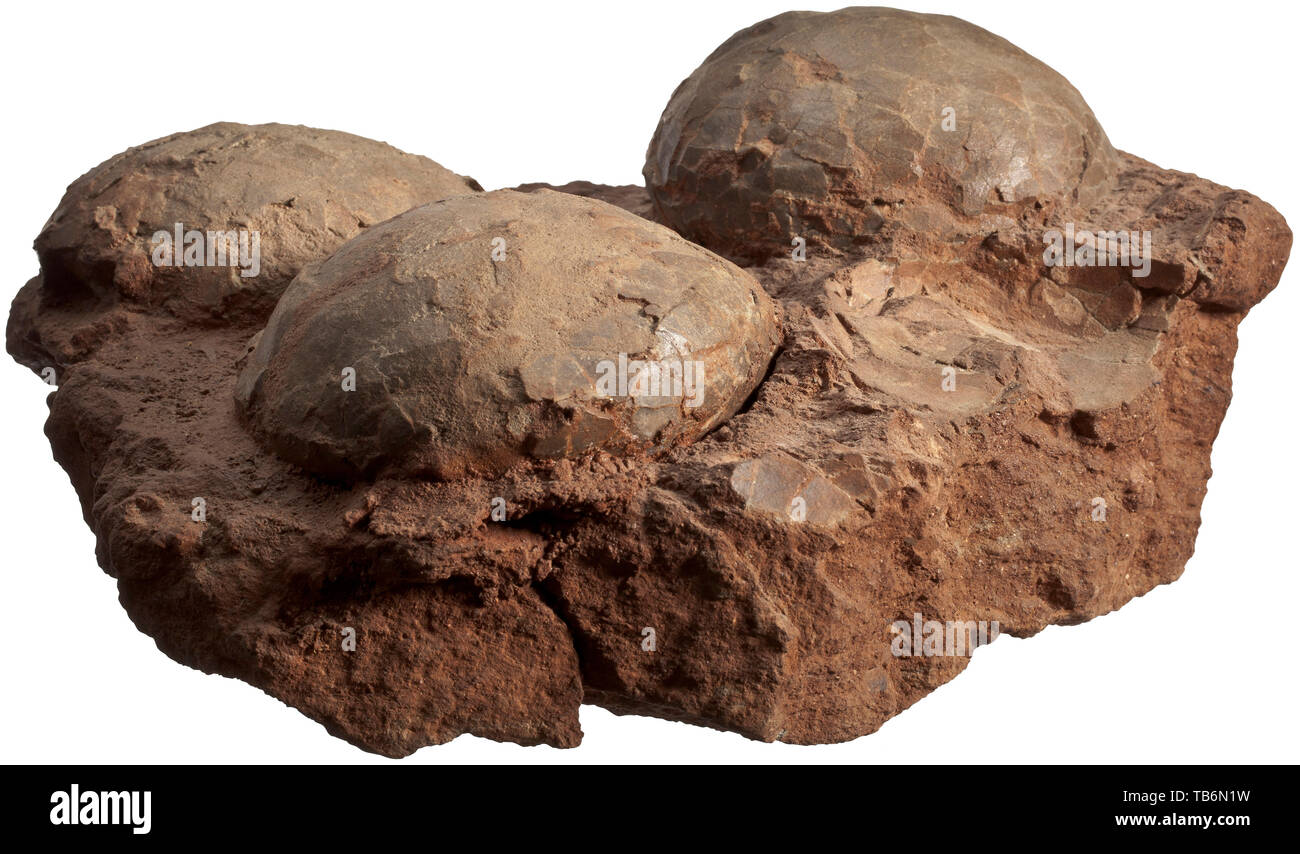 A clutch of three dinosaur eggs, From the south of the United States of America. Cretaceous period, circa 100 million years old. Fossilised deposition with three eggs on a reddish matrix. Diameter of each circa 13 cm, total size 33 x 35 cm. It is extremely difficult to classify particular eggs to individual dinosaur species. Round eggs, as offered in the present lot, are attributed to herbivores. handicrafts, handcraft, craft, object, objects, stills, clipping, clippings, cut out, cut-out, cut-outs, historic, historical prehistory, Additional-Rights-Clearance-Info-Not-Available Stock Photo
