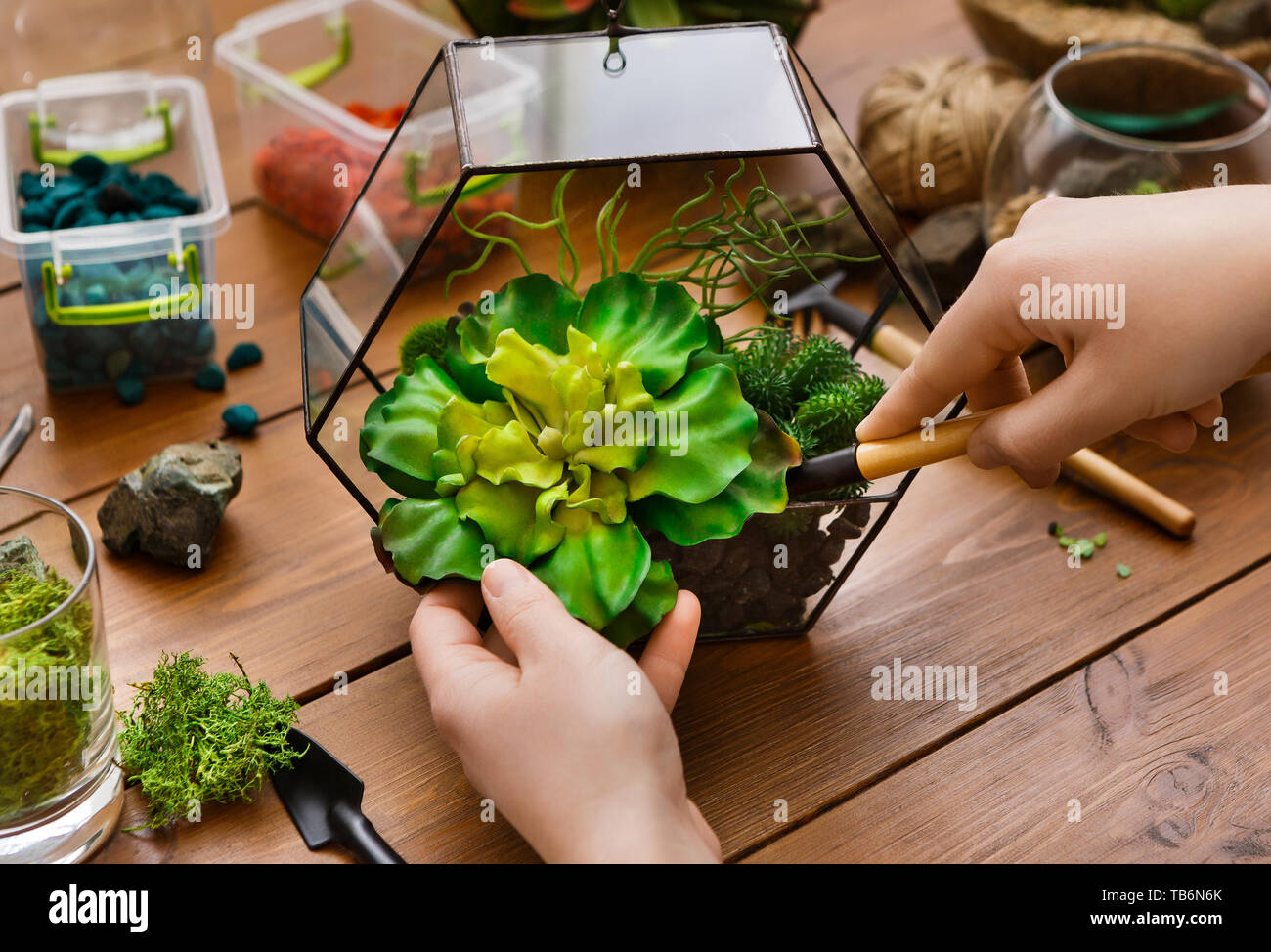 Woman transplanting plants in glass florarium with various tools on table. Home gardening concept Stock Photo