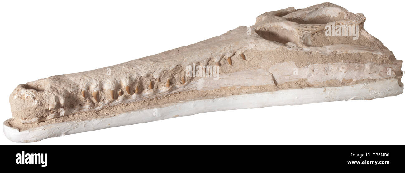 A large fossilised head of a crocodile, Gavial crocodile, Morocco, probably circa 100 million years old. A particularly large and beautiful crocodile's head, the details exquisitely finished. Length with matrix 93 cm. Probably found in the phosphate mines of Khouribga. Rarely found in this size. handicrafts, handcraft, craft, object, objects, stills, clipping, clippings, cut out, cut-out, cut-outs, historic, historical prehistory, Additional-Rights-Clearance-Info-Not-Available Stock Photo