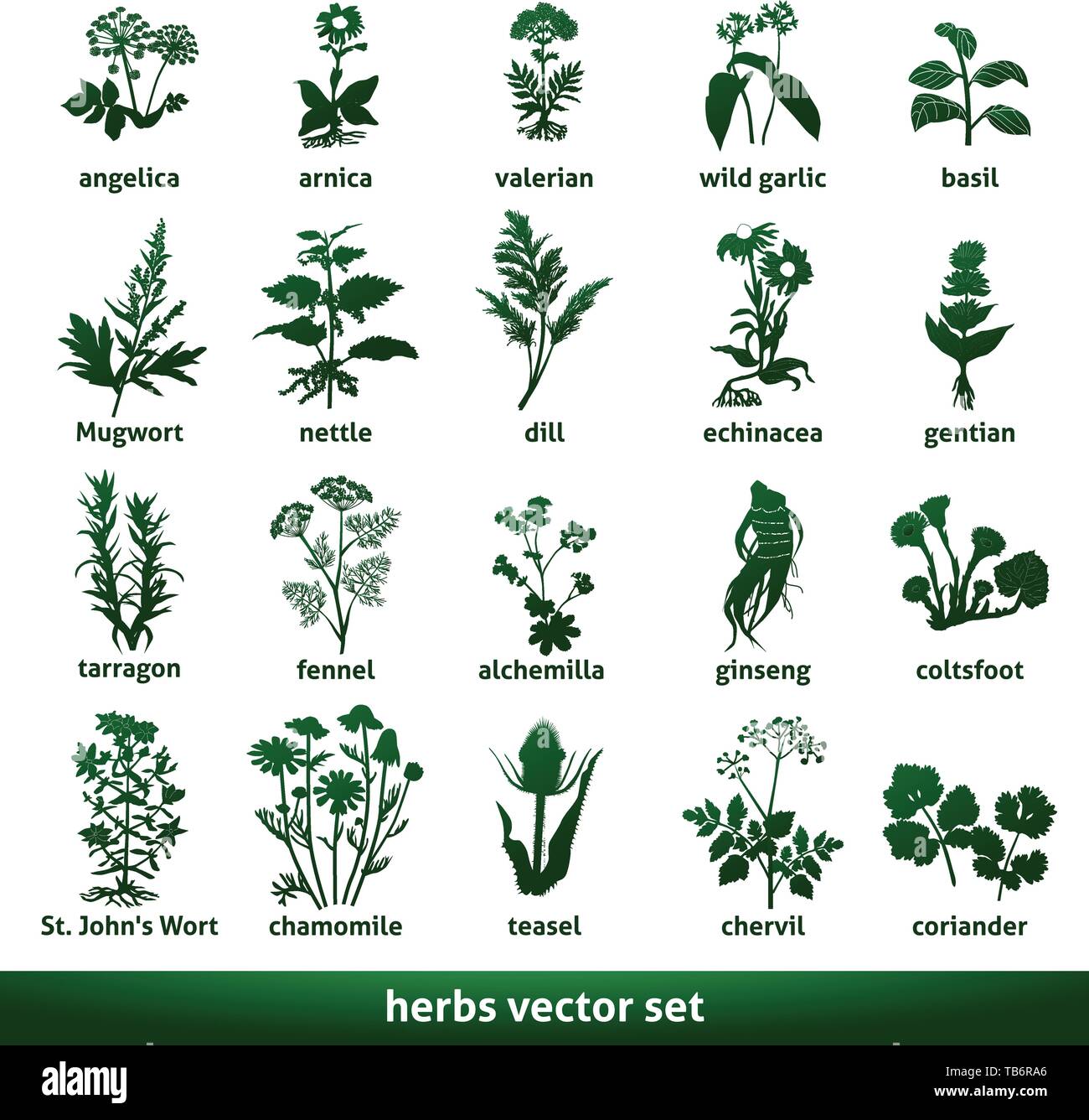 herbal medicinal vector set echinacea gentian johns wort Stock Vector