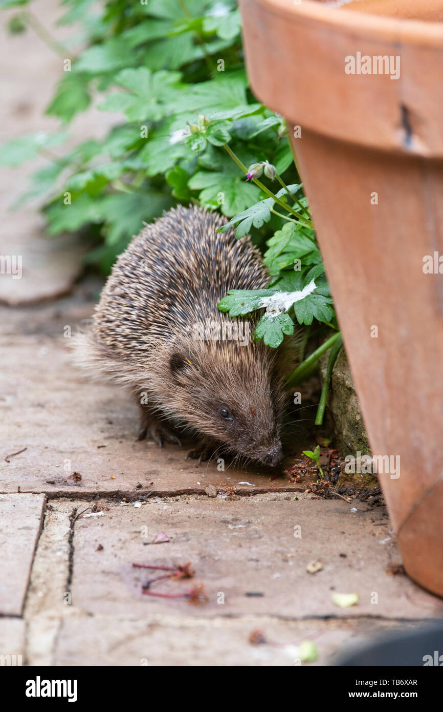 Erinaceus europaeus. Young Hedgehog walking on a garden path. UK Stock Photo