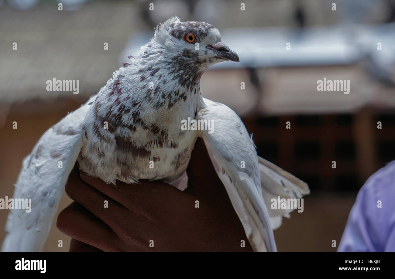 Pigeon Breeder Stock Photos Pigeon Breeder Stock Images