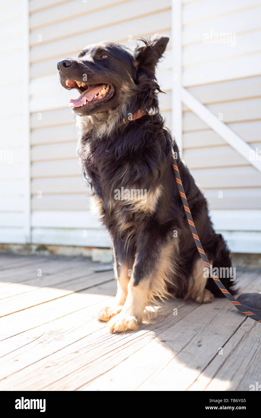 Dog leash around mouth sales