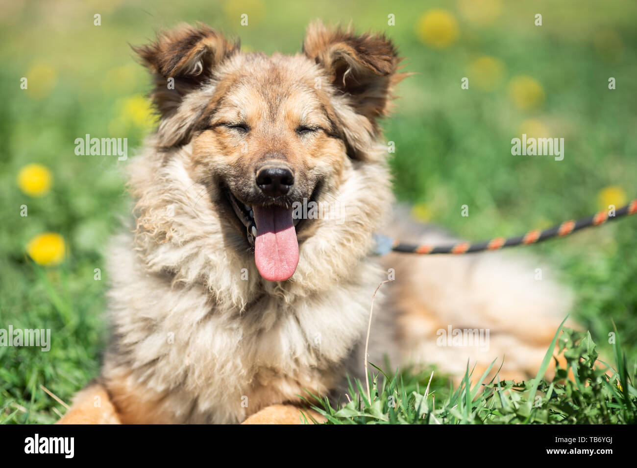 dog leash around mouth