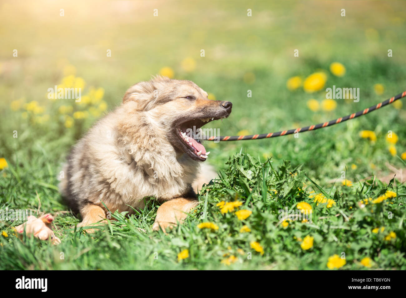Photo of ginger small dog with its mouth open and sticking out tongue with leash around her neck