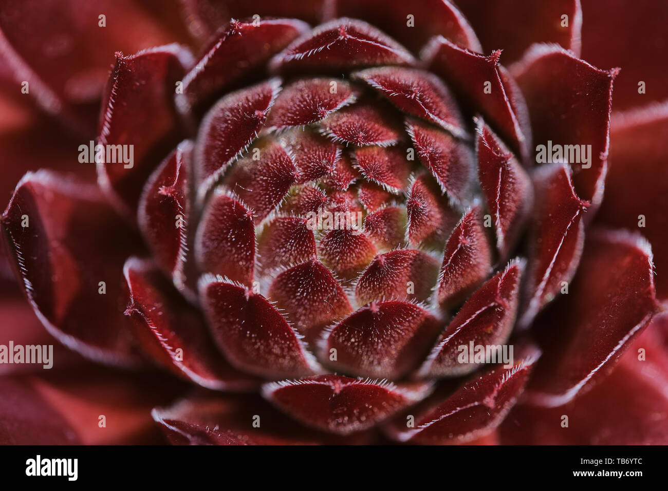 macro photo of red sempervivum succulent on a sunny day Stock Photo