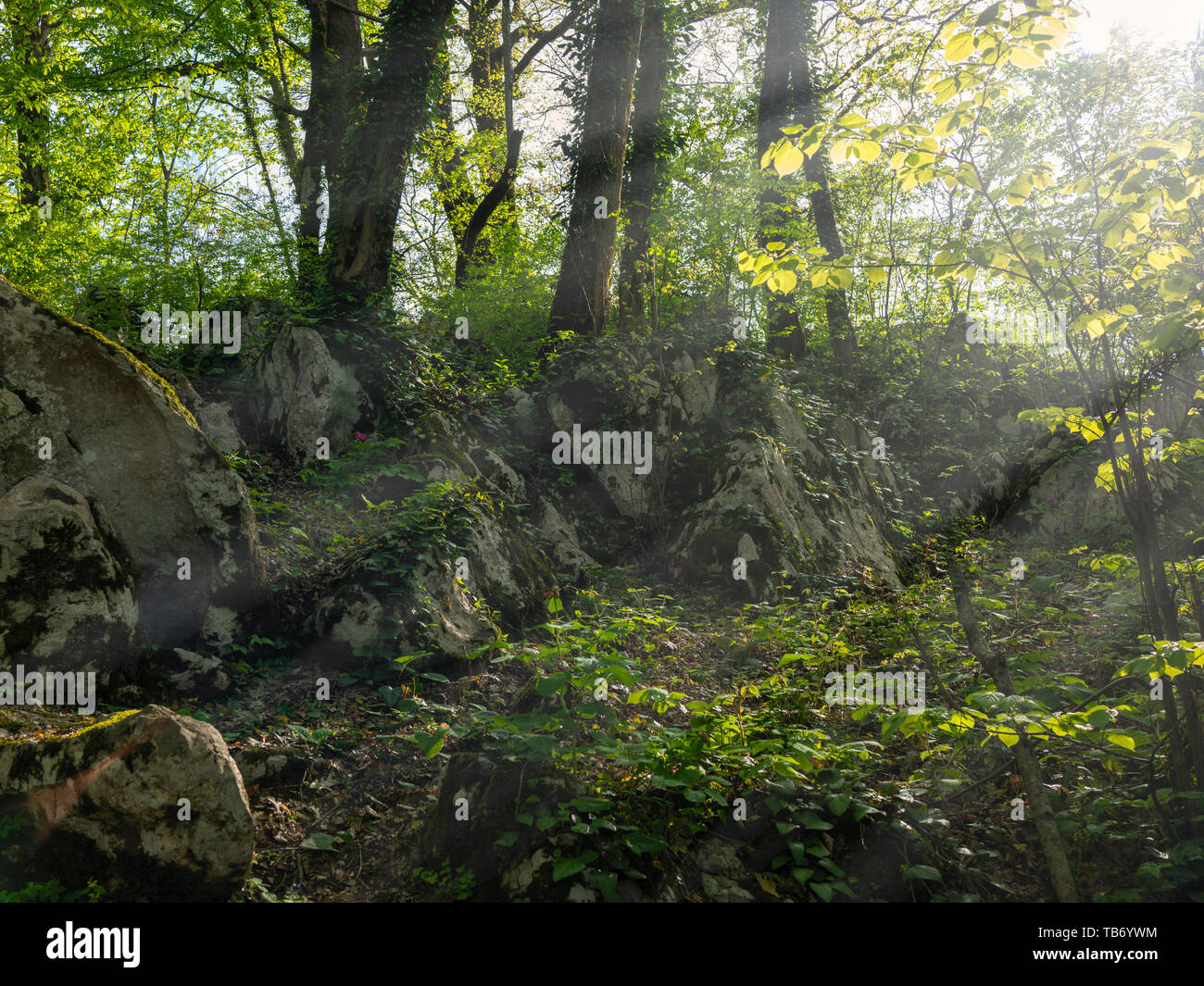 A pile of large stones in the forest, overgrown with moss, grass and ...
