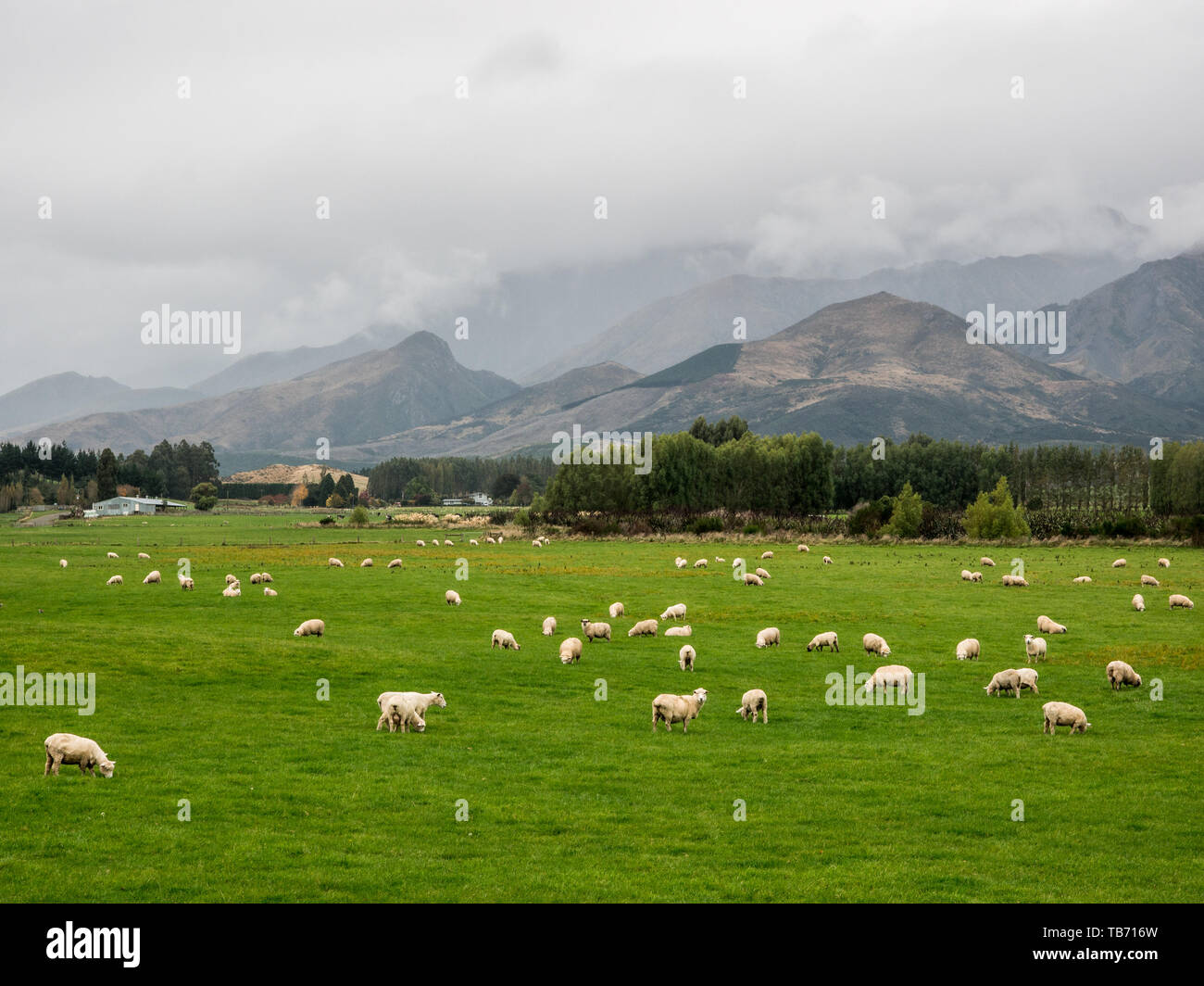 Sheep graze on green pasture, cloud and mist over Longwood Range, Highway 99, Waiau Valley, Southland, New Zealand Stock Photo