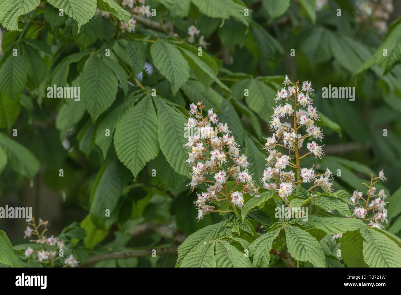 Flowering Horse Chestnut / Aesculus hippocastanum in Spring sunshine. Once used as a medicinal plant in herbal remedies. Stock Photo