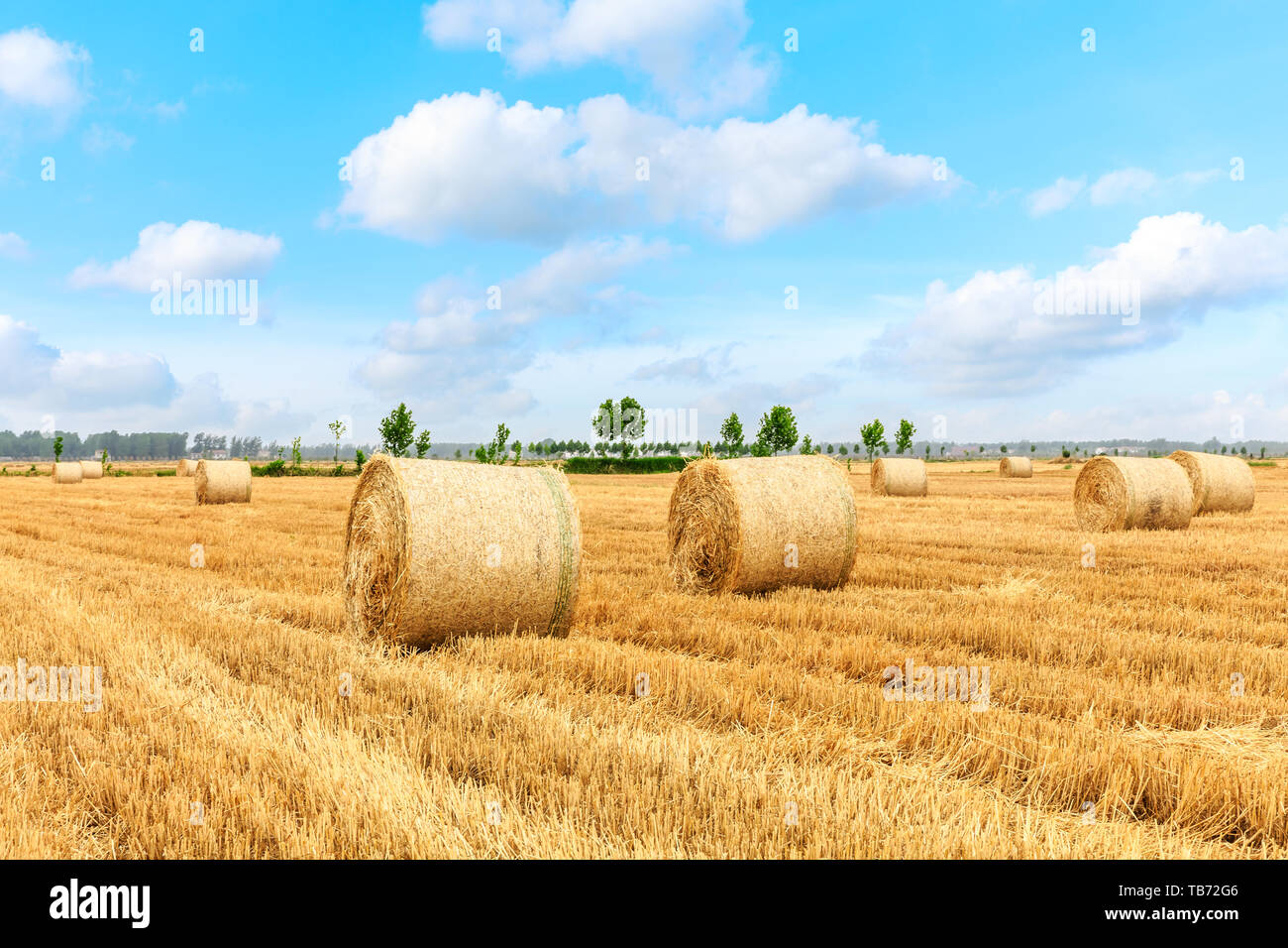 Straw bales on farmland with blue cloudy sky Stock Photo - Alamy