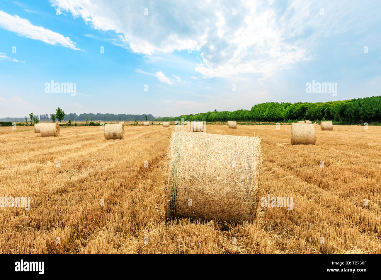 Straw bales on farmland with blue cloudy sky Stock Photo - Alamy