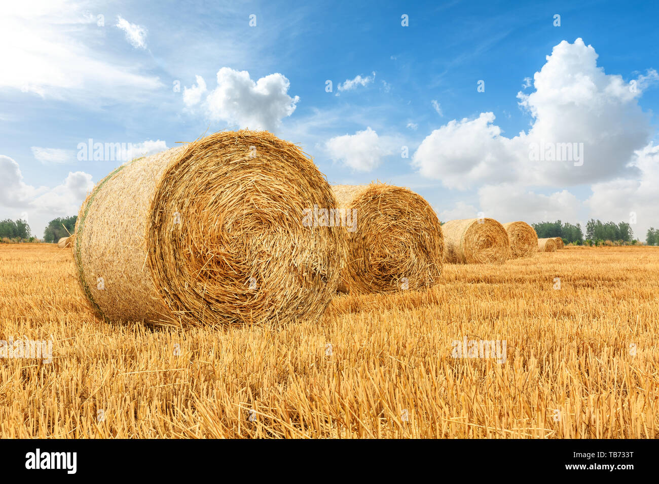 Straw bales on farmland with blue cloudy sky Stock Photo - Alamy