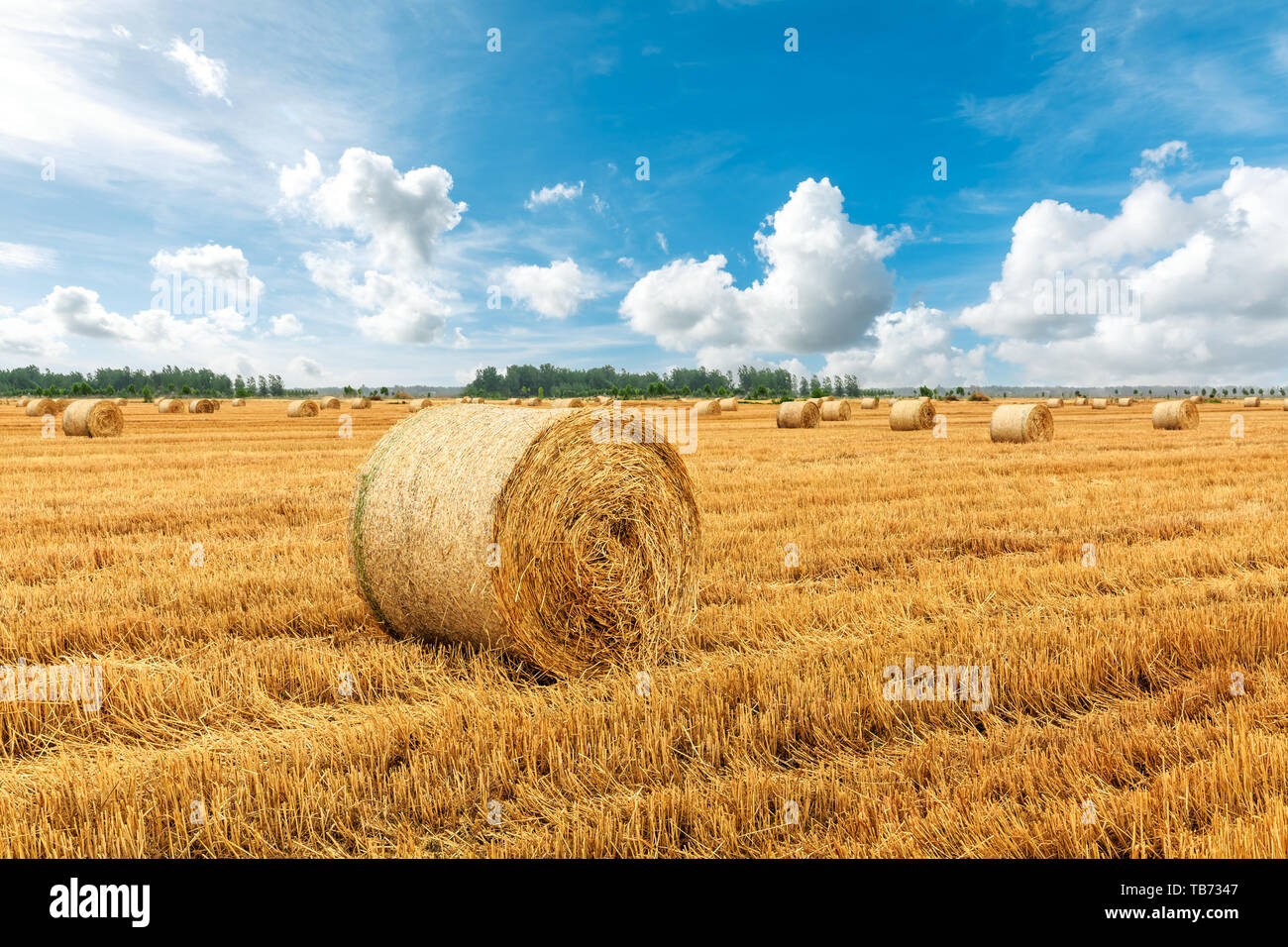 Straw bales on farmland with blue cloudy sky Stock Photo - Alamy