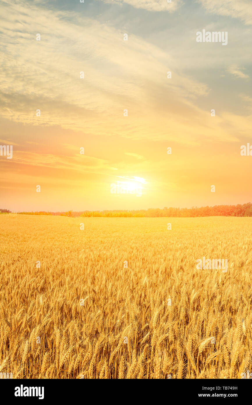 Wheat crop field sunset landscape Stock Photo