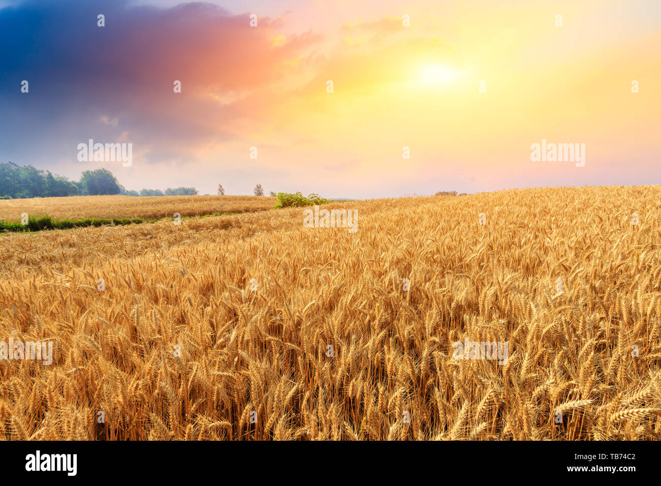 Wheat crop field sunset landscape Stock Photo