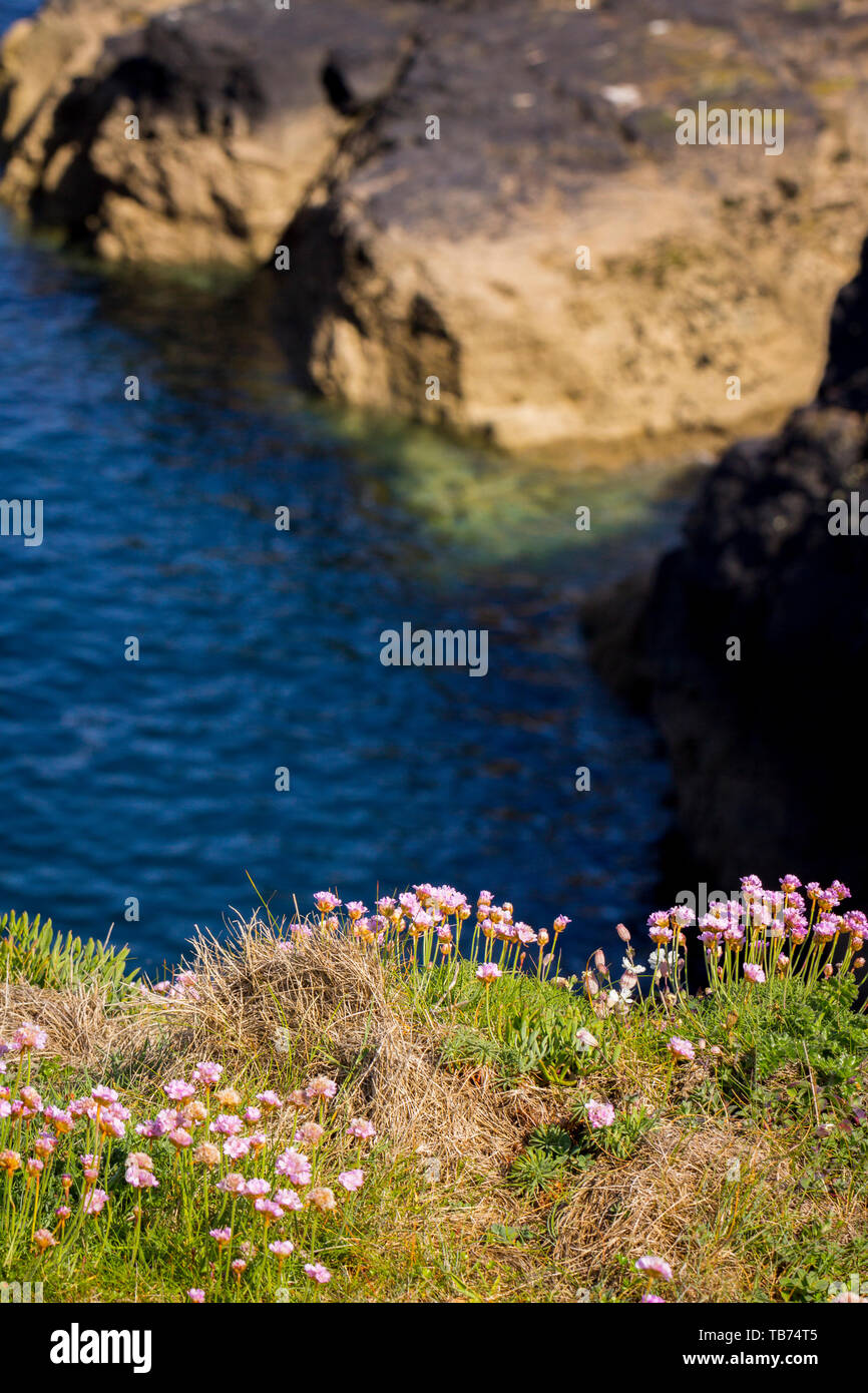 Photo of landscape with blooming meadow with sea background. Garlic flowers. Pink flowers meadow. Stock Photo