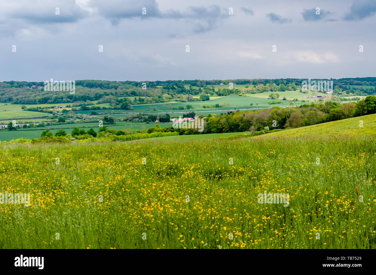 Langton wood hires stock photography and images Alamy