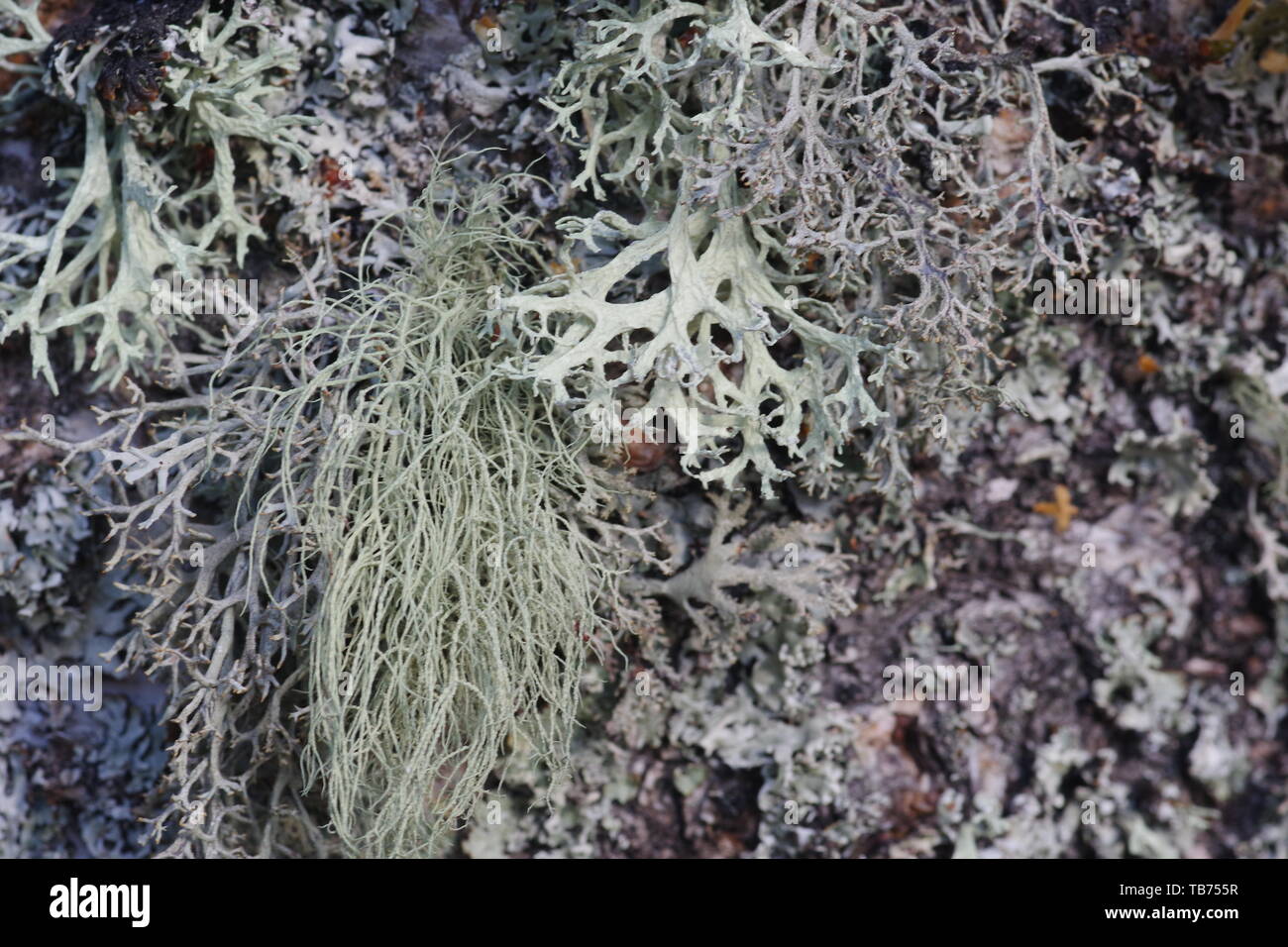 Close Up of Oak Moss Lichen (Evernia prunastri) Growing on an Old Silver Birch Tree. Natural Background. Muir of Dinnet, Cairngorms, Scotland, UK Stock Photo