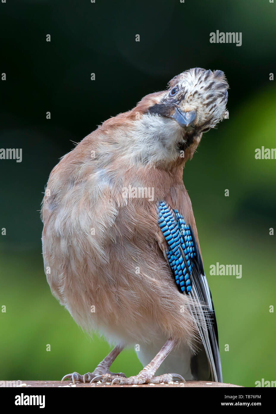 Detailed, portrait, close-up front view of wild, juvenile, British jay bird (Garrulus glandarius) isolated in natural UK outdoor habitat in funny pose. Stock Photo
