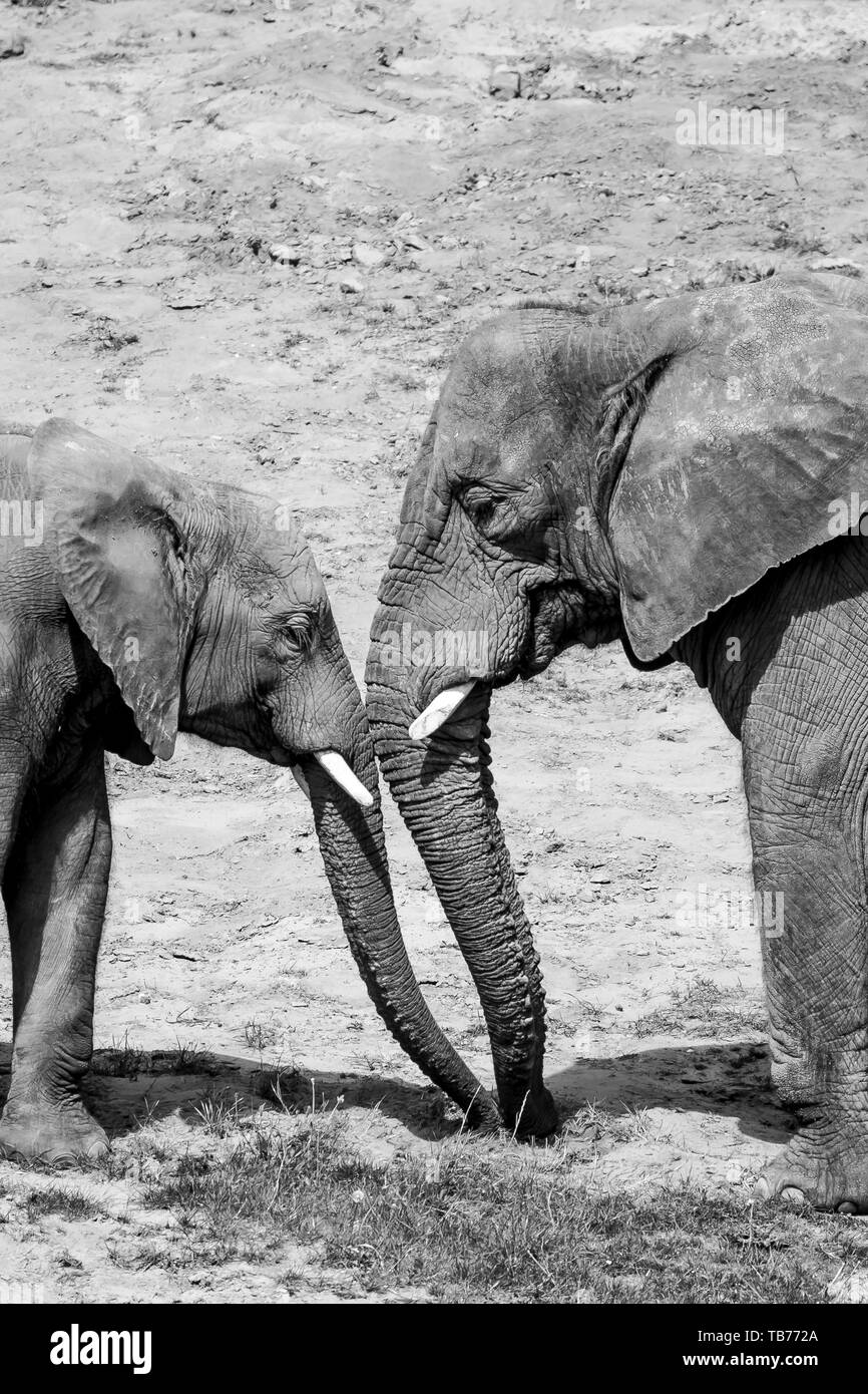 Black and white animal photography: close-up side view of two African elephants (Loxodonta) cow & calf, mother/baby, trunks together facing each other. Stock Photo