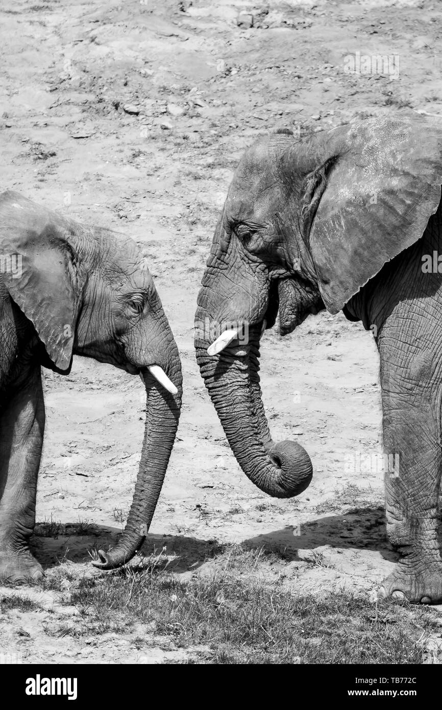 Black & white photography of two African elephants (side view close up) mother and baby, head to head, facing each other together outside in sunshine. Stock Photo