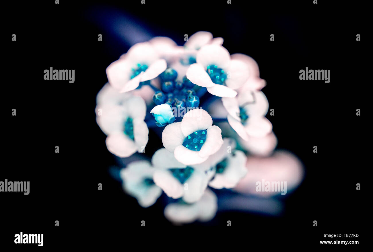 Close-up, macro photo of a bunch of flowers in white, blue, turquoise, teal color on a black background Stock Photo