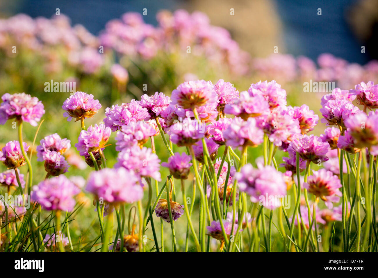 Photo of landscape with blooming meadow with sea background. Garlic flowers. Pink flowers meadow. Stock Photo