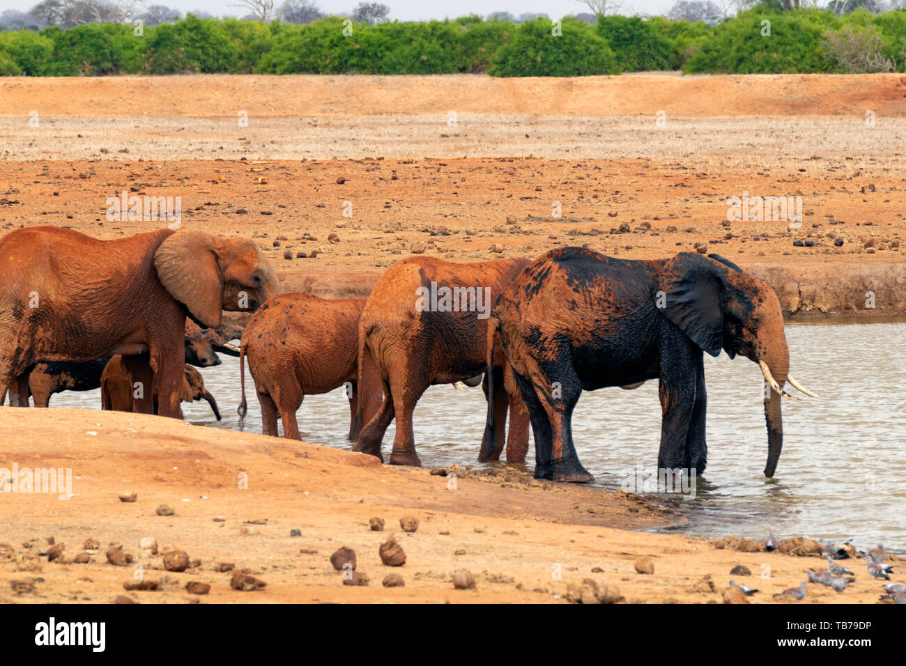 African savannah scene hi-res stock photography and images - Alamy