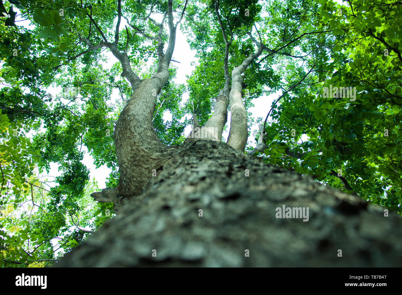 bottom view of tree in jungle and lighting of morning.forest and ...