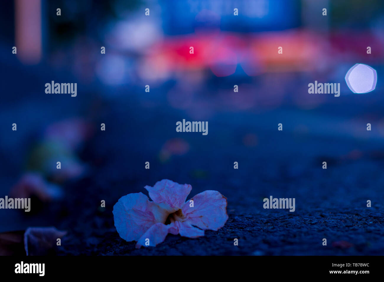 Thailands national flower hi-res stock photography and images - Alamy