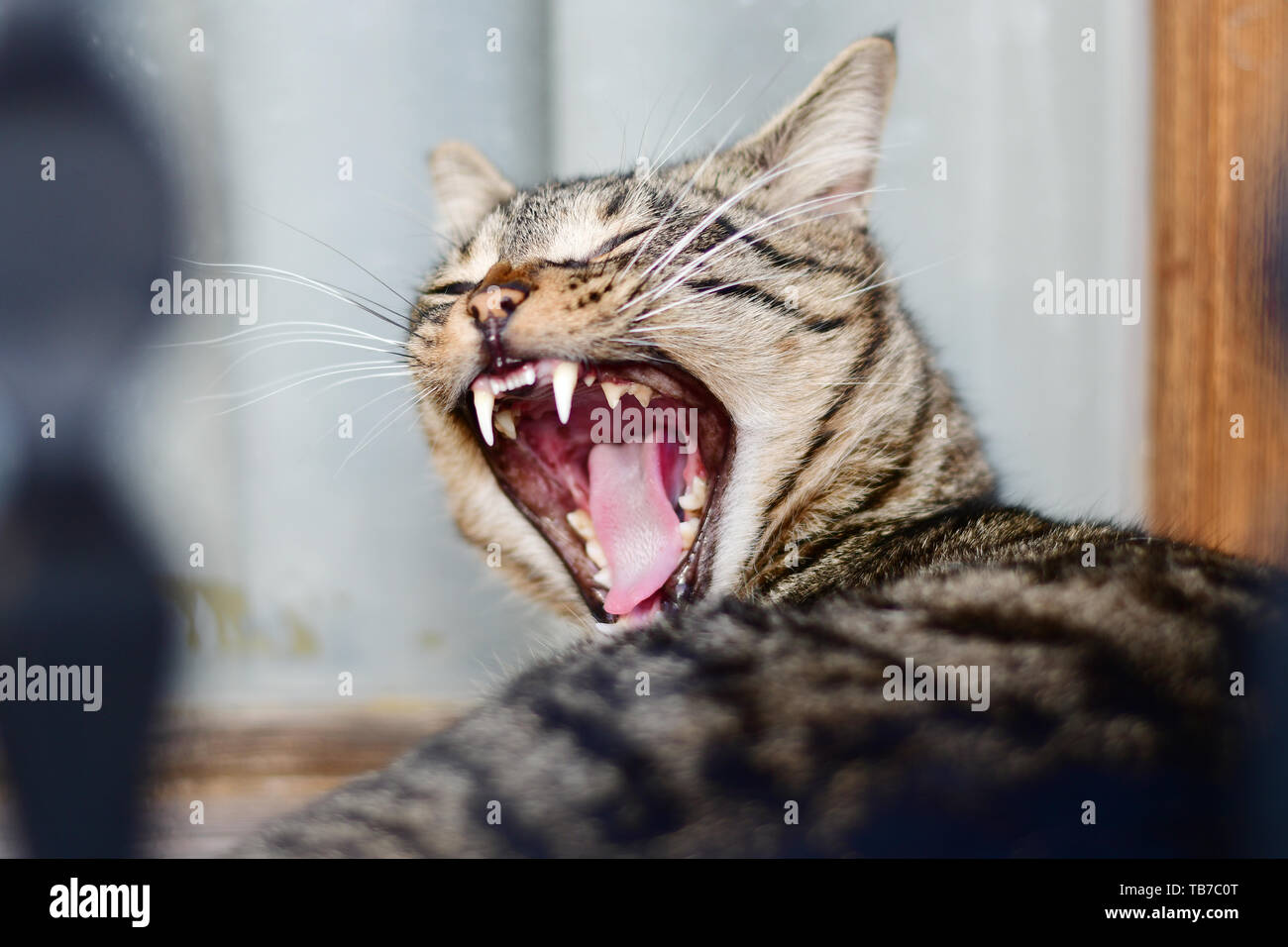 Portrait of big grey cat yawning closeup Stock Photo