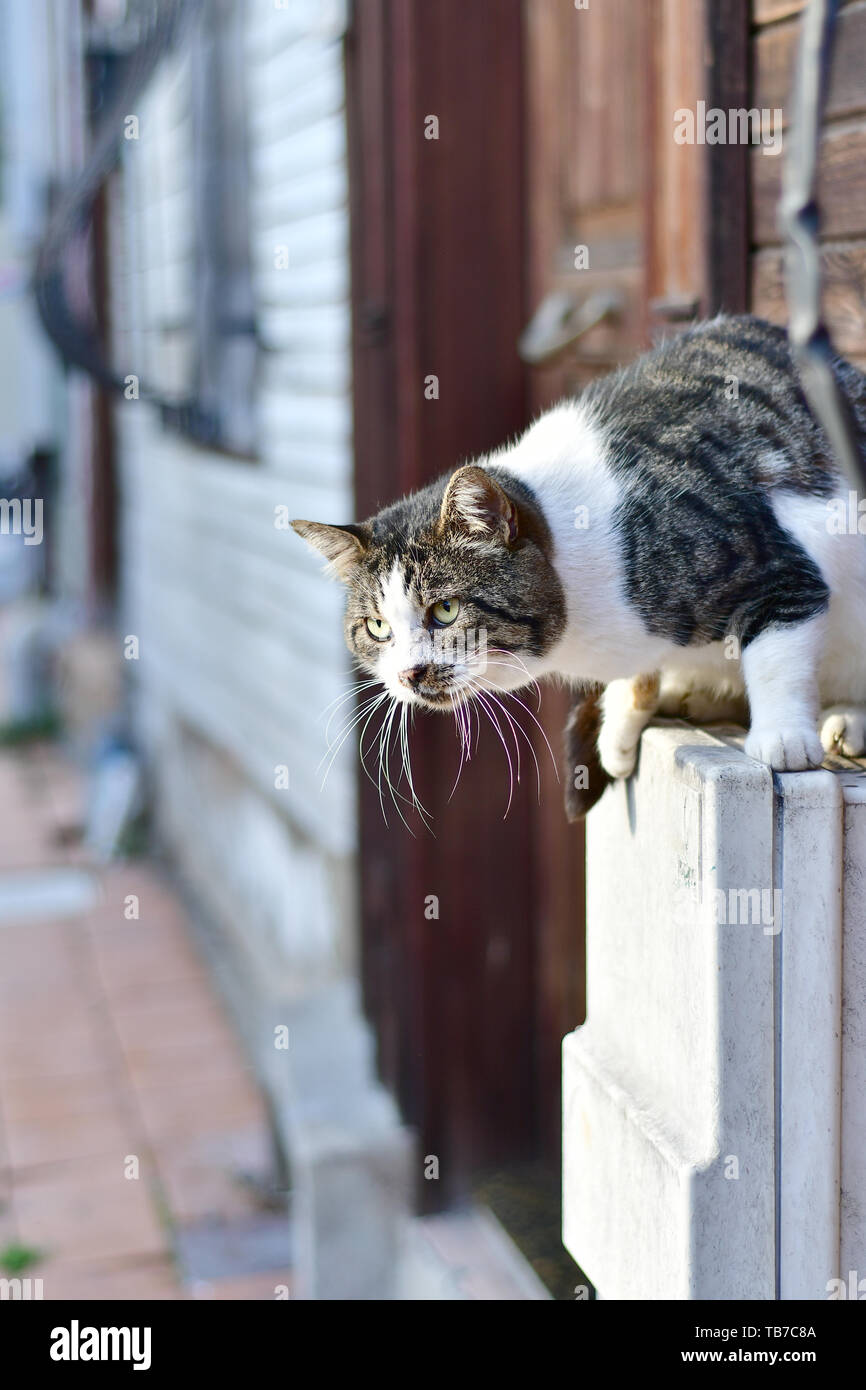 Domestic cat jumping hires stock photography and images Alamy