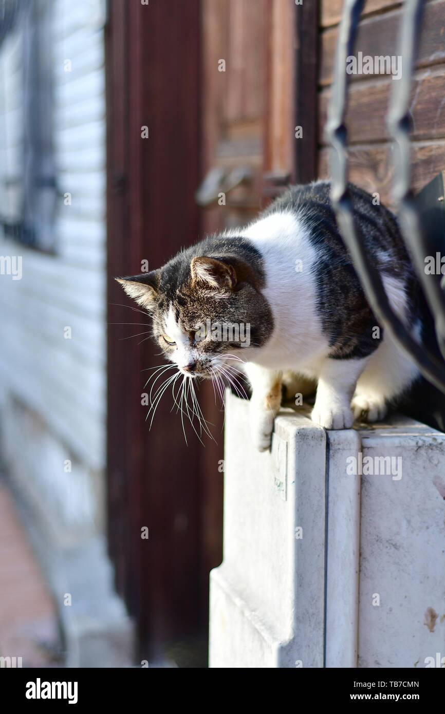 Street cat near the door ready to jump Stock Photo