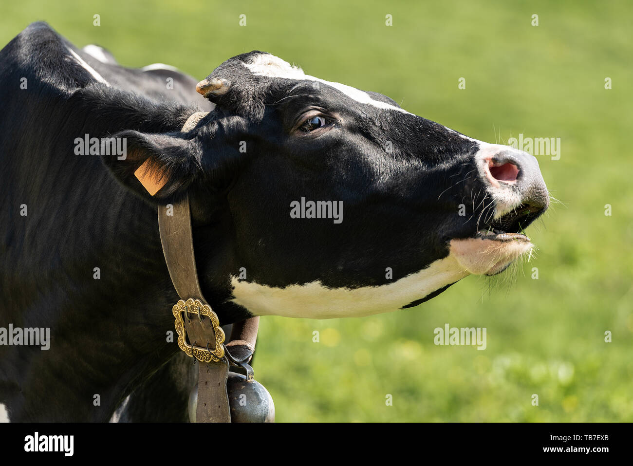 Cow - Portrait of a black and white heifer with cowbell Stock Photo - Alamy