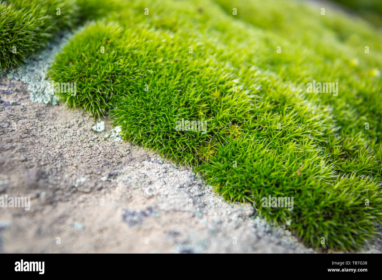 Lush green grass patch growing on a rocky surface. Selective focus with shallow depth of field Stock Photo
