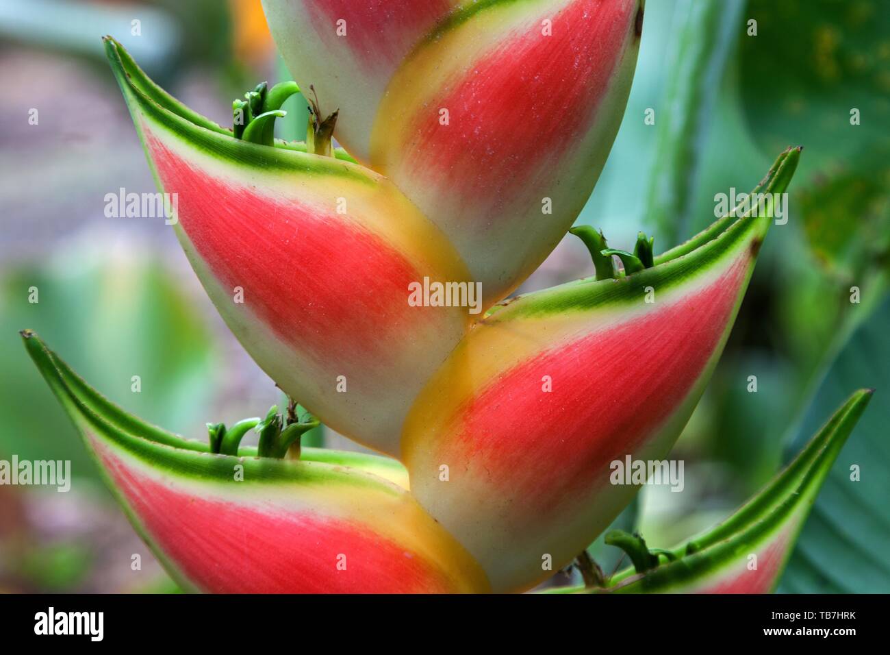Rainbow-Heliconia (Heliconia wagneriana), flower, detail, Costa Rica Stock Photo