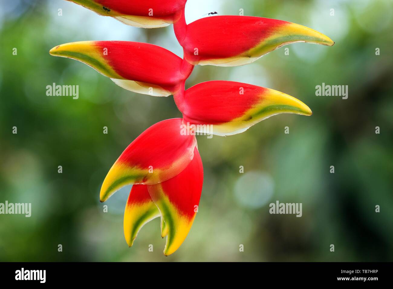 Beaked Heliconia (Heliconia rostata), flower, Costa Rica Stock Photo