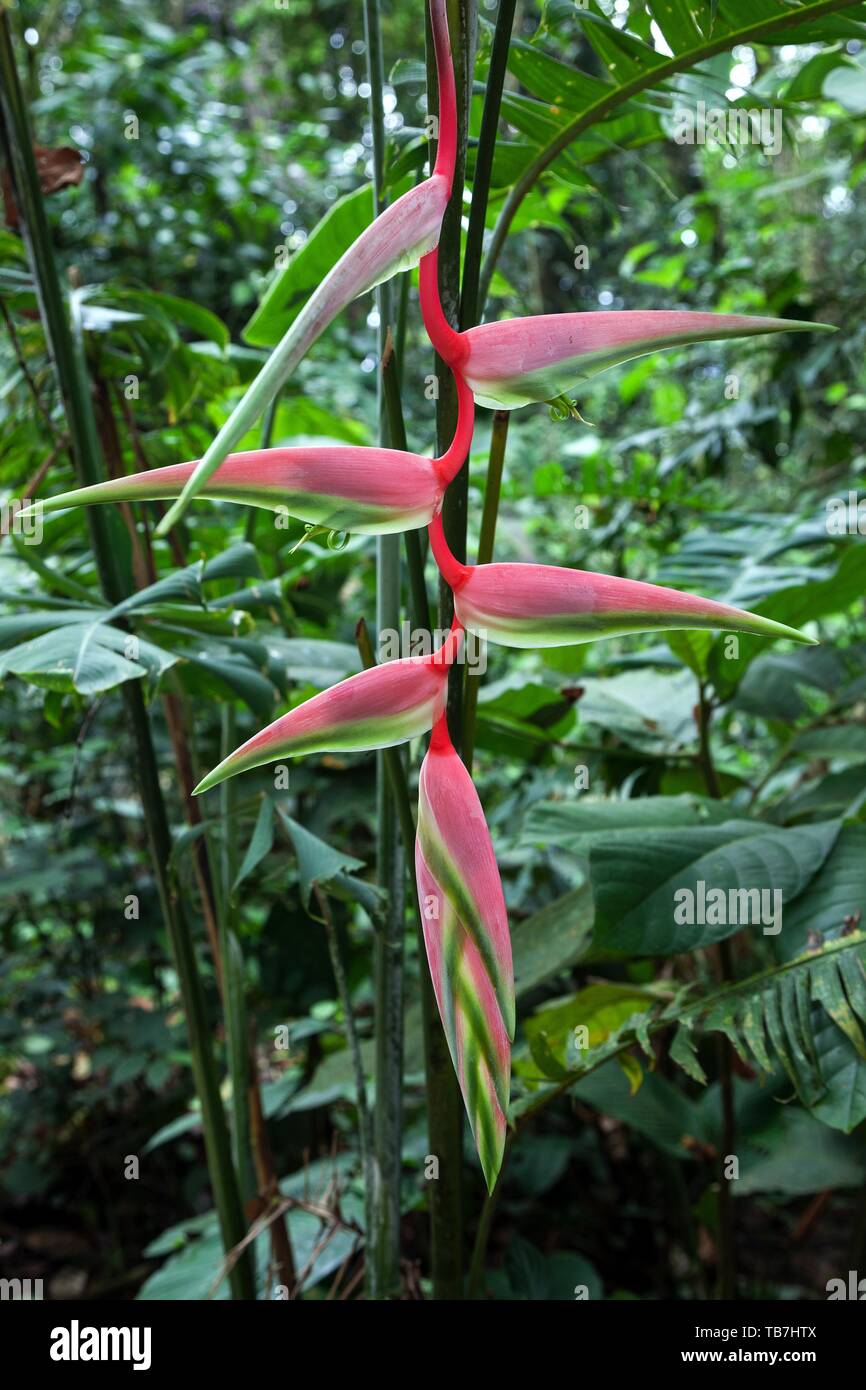 File:Penang Malaysia Ravenala-madagascariensis-02.jpg - Wikimedia Commons